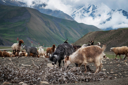 一群绵羊和山羊放牧在山中