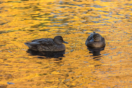两个鸭在金灿灿的水