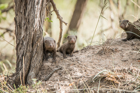 三人是侏儒猫鼬在克鲁格国家公园