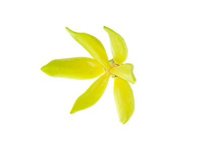 ilang ilang, manorangini, 协或 kantali 协在白色背景上的黄色芬芳的花朵。
