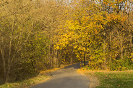 黄色的树叶与路树