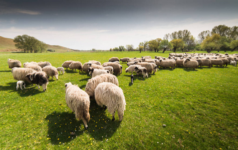群羊放牧的春天