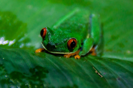 红眼树蛙 Agalychnis callidryas, 位于哥斯达黎加 Tortuguero 附近的森林里。