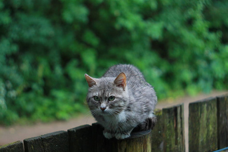 灰色愤怒猫户外画像