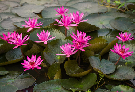 粉红色的颜色新鲜莲藕鲜花盛开