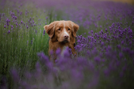 狗在薰衣草地里。红色宠物在自然。新斯科舍省鸭收费猎犬