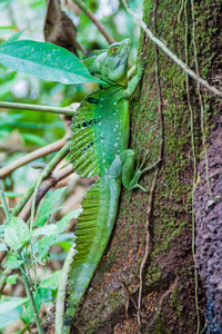 羽毛蛇怪 Basiliscus plumifrons, 也被称为绿色蛇怪在附近的森林中的财神, 哥斯达黎加
