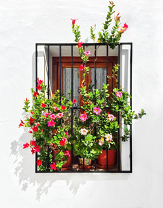 盛开的锦葵装饰一个白色的房子的窗户