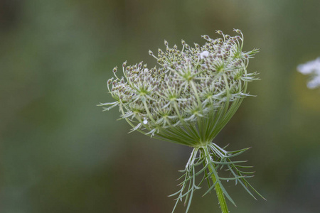 野胡萝卜花花芽