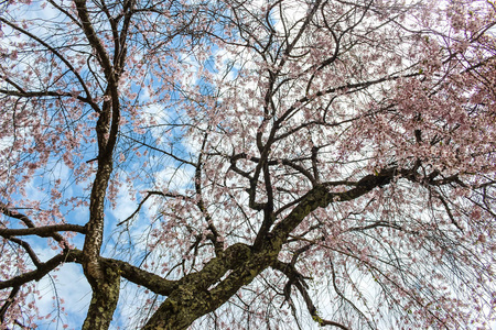 日本美丽的粉红樱花樱花树与蓝天的柔和聚焦