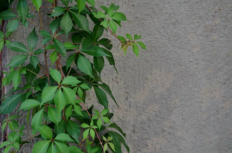 灰水泥混凝土墙背景下的弗吉尼亚常春藤爬行藤蔓