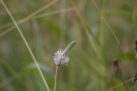 草地上 ribwort 开花的宏观镜头