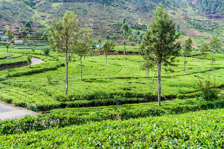 斯里兰卡哈普特莱附近山区的茶叶种植园