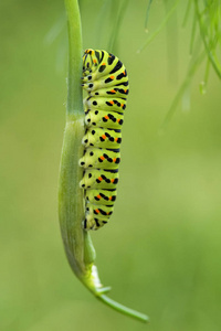 古老世界凤蝶蝴蝶凤蝶 machaon, 美丽的彩色标志性蝴蝶从欧洲草甸和草原