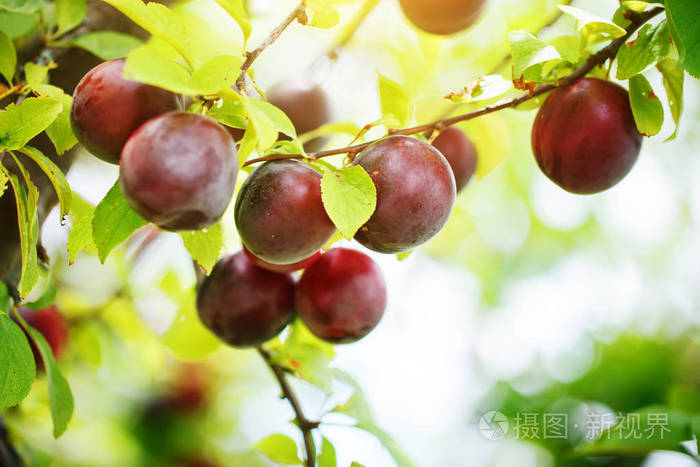 花园里有多汁水果的李子树