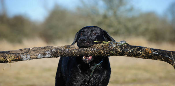 黑色拉布拉多猎犬狗户外肖像持有巨大的棍子
