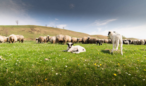 群羊放牧的春天