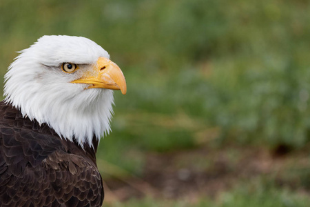吼白头 白头鹰 是在北美洲发现的一只猛禽