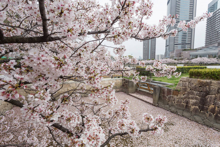 日本大阪樱花树特写