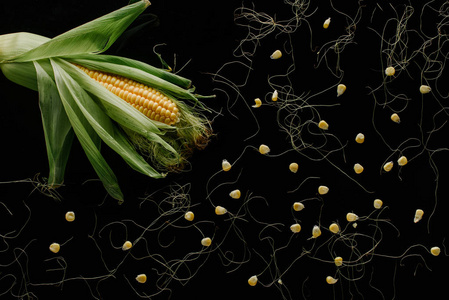 顶部视图新鲜成熟的玉米芯和谷物孤立的黑色