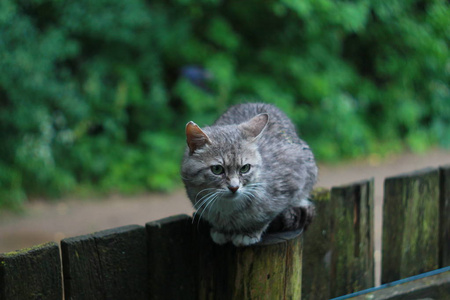 灰色愤怒猫户外画像