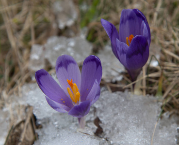雪和老草紫番红花