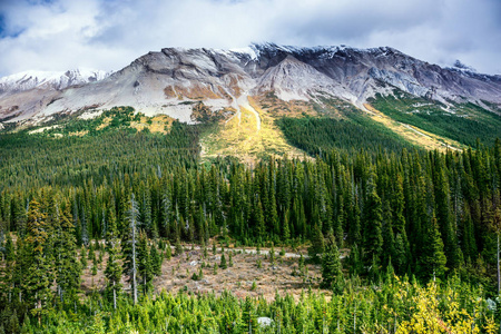 在加拿大的洛基山脉.山脚下茂密的针叶林和落叶森林.