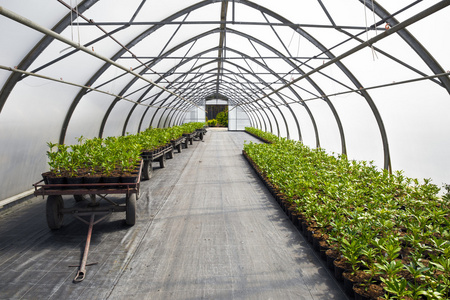 温室植物图片 温室植物素材 温室植物插画 摄图新视界