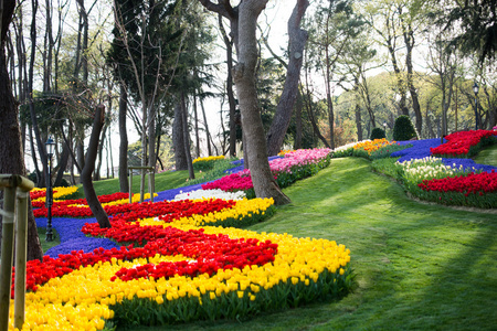 春季郁金香花园