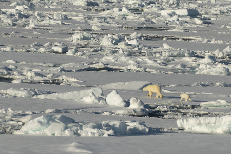 走在北极的北极熊