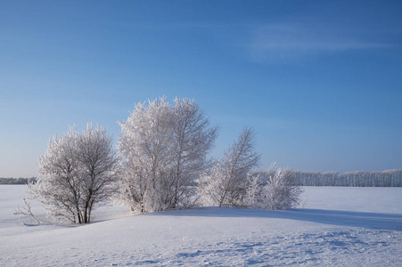 在雪场在冬季霜下的白桦树