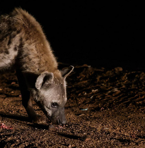 喂养的斑点鬣狗，哈勒尔埃塞俄比亚