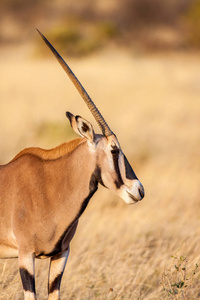 长角羚羚羊在沙漠中，非洲大羚羊羚羊的肖像