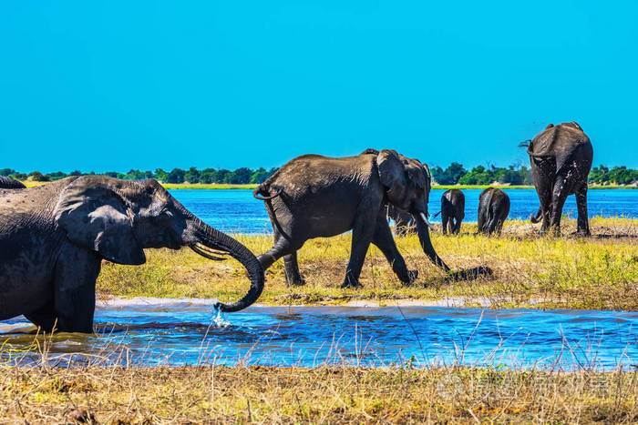成群的大象大人和幼崽在浅水中过河.在奥卡万戈三角洲浇水.