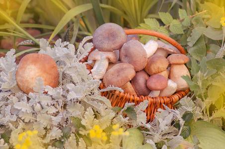 蘑菇在篮子里。收获褐色帽子单面和秋天森林。大篮子蘑菇