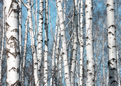 白桦树纹理图片-白桦树纹理素材-白桦树纹理插画-摄图新视界