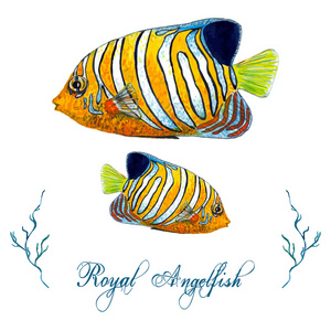 水彩的皇家神仙鱼照片