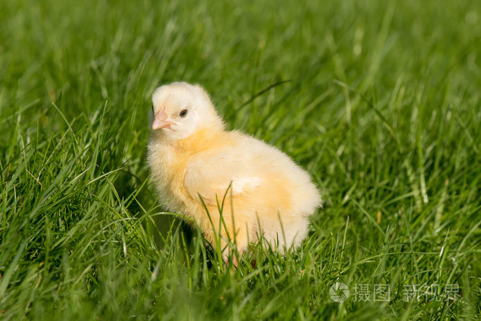新生儿小鸡有白点图片图片