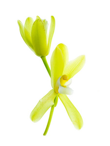 黄色兰花 finlaysonianum 花白色背景