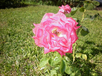 粉红色玫瑰植物园里美丽的粉红色玫瑰