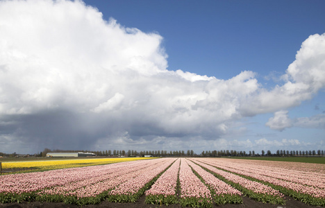 荷兰的郁金香花