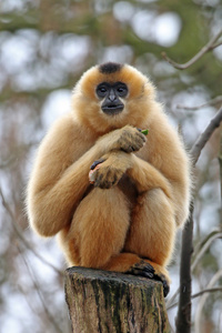 长臂猿猴上木制的日志图片