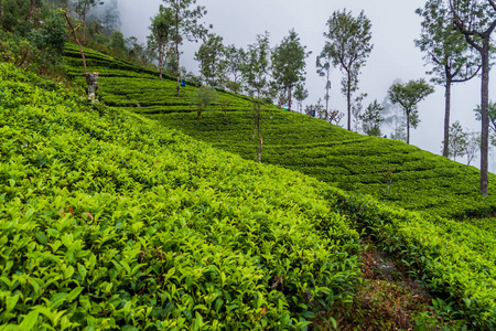 斯里兰卡 Dambatenne 村附近的茶园