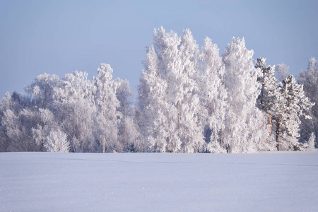 在雪场在冬季霜下的白桦树图片