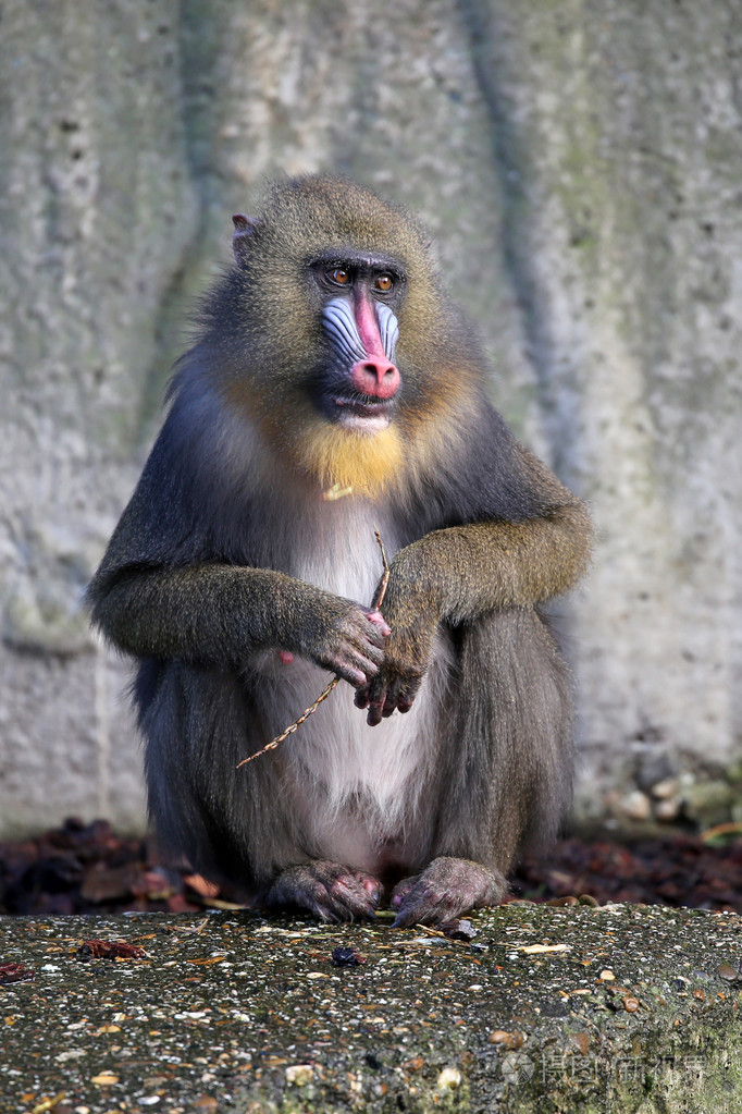 坐在地面上的山魈