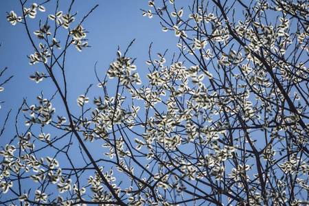 在模糊的背景下, 白桦树上的花朵和树叶.乡村风光照片
