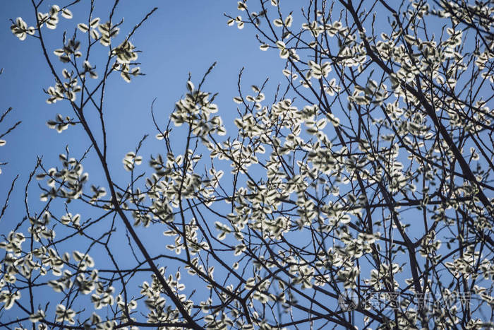 在模糊的背景下, 白桦树上的花朵和树叶.乡村风光
