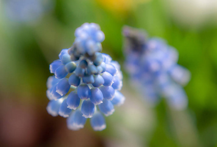 蓝色风信子春季花卉特写自然春季背景