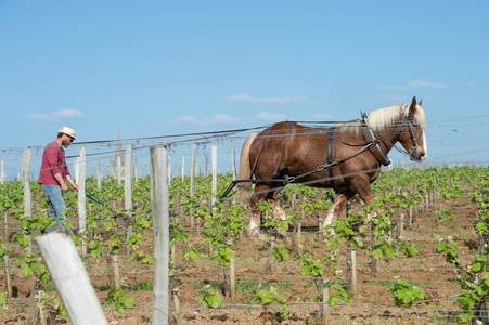 劳动葡萄园与草案马, 圣波尔多地区, 法国