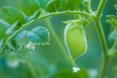 鹰嘴豆绿的植物。绿鹰嘴田。生态自然绿色弥散背景 Cicer arietinum 绿荚